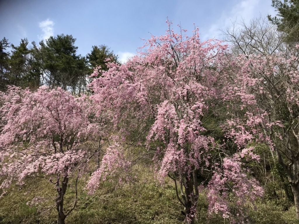 ミホミュージアム桜