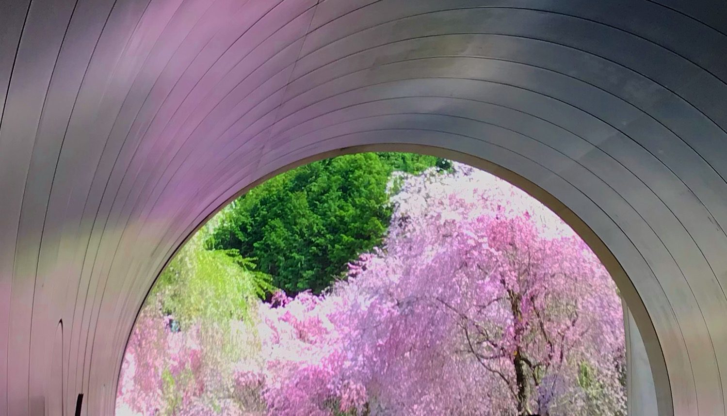 ミホミュージアムの桜　渋滞が凄かった