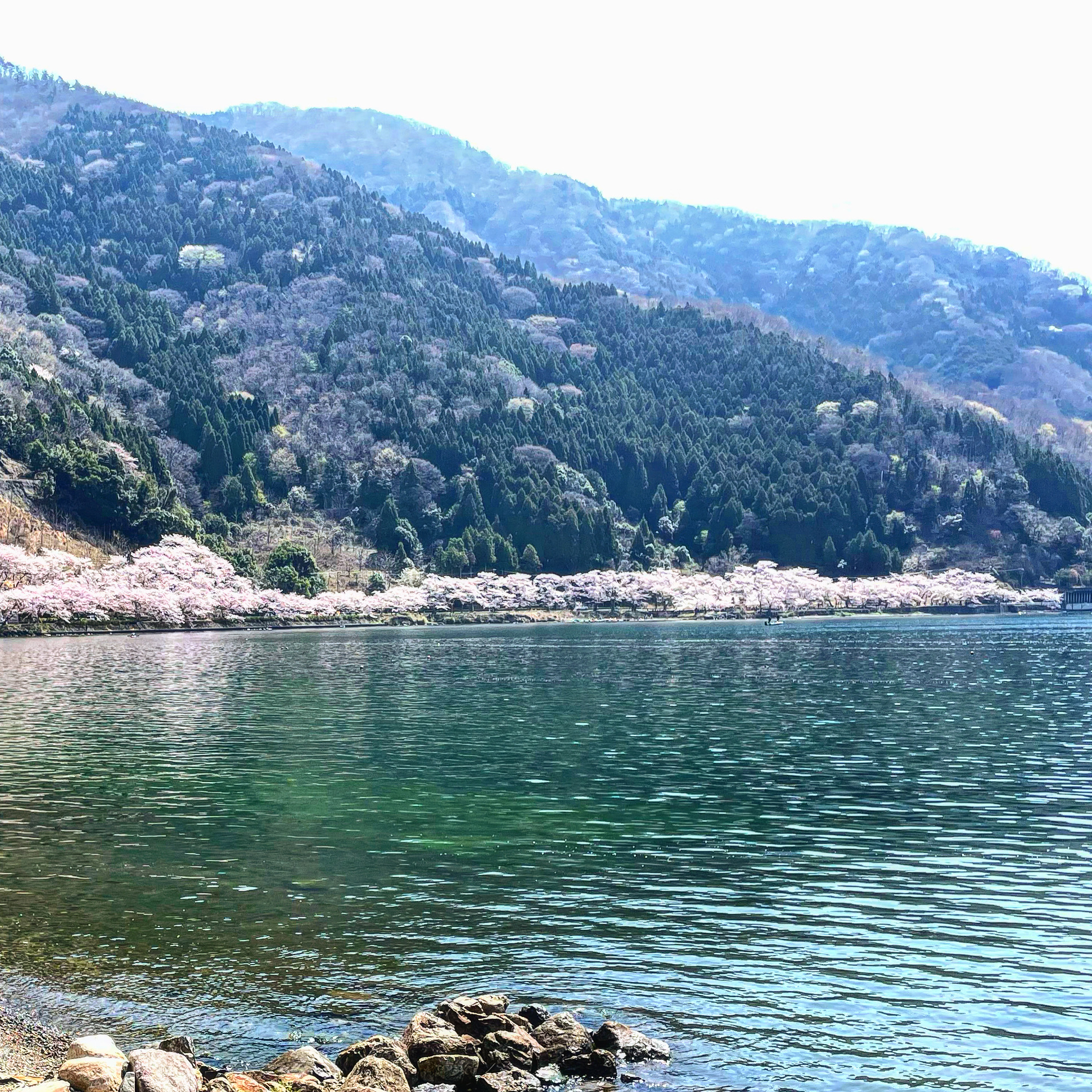 奥琵琶湖 海津大崎の桜　渋滞を避けて電車で行ってきた