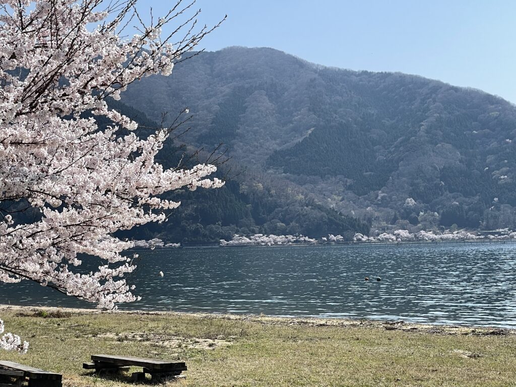 海津大崎の桜